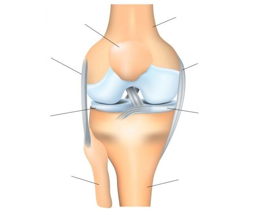 struttura dell'articolazione del ginocchio